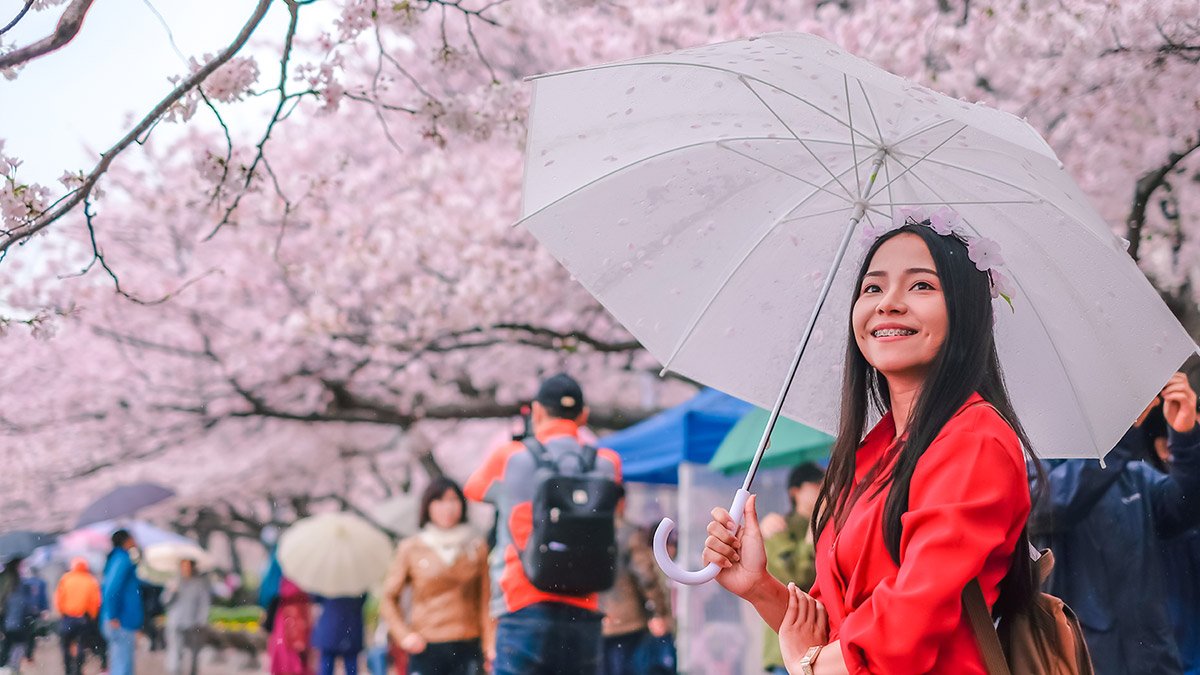 Jinhae/Gyeongju Cherry Blossom Festival & Bike Tour